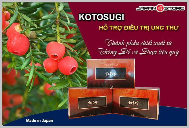 Thuốc điều trị ung thư Kotosugi chiết xuất cây thông đỏ Nhật Bản